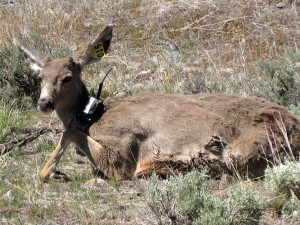 A collared deer resting along its Sierra migration route. Courtesy Photo, California Fish & Game